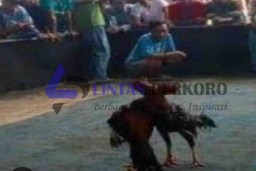 Sempat Ditutup Polsek Tulangan, Sabung Ayam di Desa Kepadangan Buka Lagi