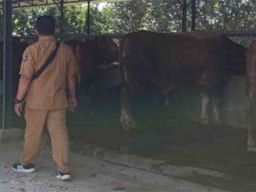 Penggelapan Investasi Ternak Sapi di Kediri, Khanafi Ansori Divonis Penjara