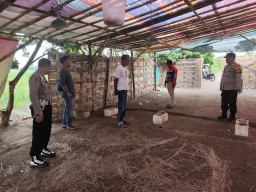 Penjudi Sabung Ayam di Desa Kepadangan Sidoarjo Tak Kapok Digrebek Polisi