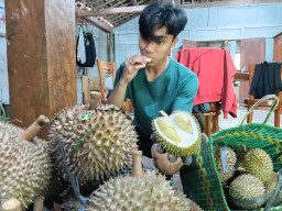 Gurih gurih Sedap, Durian Kawuk Raja Layak Sandang Sertifikasi BRIN