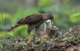 Pelihara Elang, Bramasta Rosadinaya Dihukum 5 Bulan Penjara