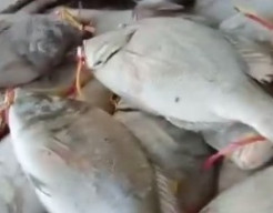 Firman Terbukti Lakukan Penipuan Jual Beli Ikan di Probolinggo