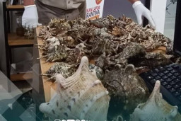 Karantina Jawa Timur Amankan 50 Ekor Kerang Kepala Kambing Hidup