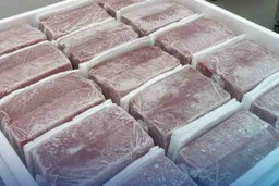 PT Amy Pacific Morotai Ekspor Tuna ke Jepang