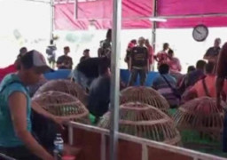 Polsek Sedati Diuji Nyali untuk Membubarkan Sabung Ayam di Desa Pepe