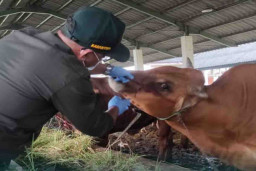 14 Ribu Ekor Sapi Madura Dikirim ke Kalimantan dan Sumatera