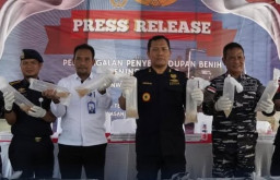 Benih Bening Lobster Senilai Rp 12 Miliar Gagal Diselundupkan di Perairan Batam