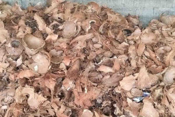 Candra Moh Tori Divonis Penjara, Kasus Penipuan Jual Beli Batok Kelapa