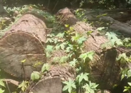 Tebang 2 Pohon Jati di Hutan Pesanggaran, Patoni Suharto Divonis 2 Tahun