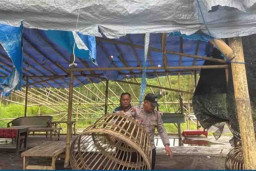 Polsek Tempeh Gagal Menangkap Penjudi Sabung Ayam di Desa Lempeni