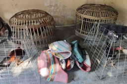 Polsek Babat Grebek Arena Sabung Ayam di Desa Moropelang