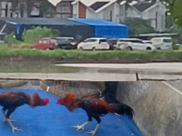 Ribuan Orang Padati Arena Sabung Ayam di Desa Kwangsan, Polsek Sedati Kicep