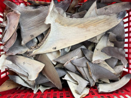 Lolos Karantina, Puluhan Kg Sirip Hiu dari Kepulauan Riau Dikirim ke Surabaya