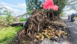 2 Pohon Tumbang di Dekat Rumah Anggota DPRD Pasuruan Dibiarkan