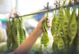 Petai Asal Sumatra Selatan Tembus Pasar Internasional