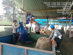 Polres Malang Tertibkan Arena Sabung Ayam di Desa Wonokerto