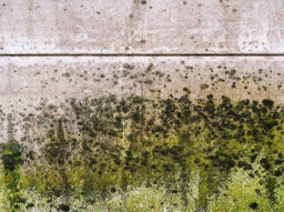 Jamur di Dinding Rumah Memicu Infeksi Paru