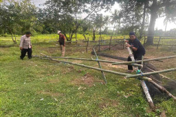 Kapolsek Marang Pimpin Penggerebekan Judi Sabung Ayam