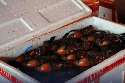 Kepiting dari Mimika Dimintai Pasal Global
