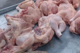 Penipuan Bisnis Ayam Potong di Pasar Kalitanjung Rugikan Ayu Purwati