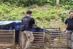 Arena Sabung Ayam di Desa Rantau Tenang Digrebek Polsek Tebing Tinggi