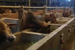 Pemkab Gresik Anggarkan Rp 507 Juta untuk Pengadaan Hewan Kurban