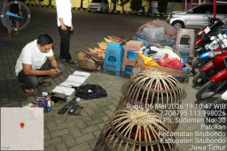 4 Orang Jadi Tersangka Perjudian Sabung Ayam di Desa Tanjung Pecinan