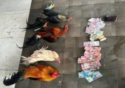 Polres Luwu Utara Bubarkan Arena Sabung Ayam di Salassa
