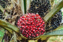 3 Pencuri Tandan Sawit PT Bakrie Sumatera Plantations Diproses Hukum