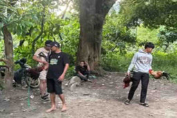 Polres Kolaka Utara Grebek Arena Sabung Ayam di Desa Woise