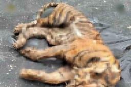 Pemburu Harimau Sumatera di Desa Hutarimbaru SM Ditangkap