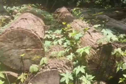 Tebang 2 Pohon Jati di Hutan Pesanggaran, Patoni Suharto Divonis 2 Tahun