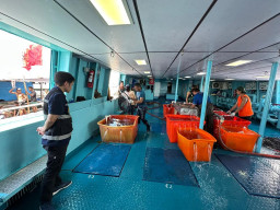 12 Ton Ikan Kerapu dari Madura Diekspor ke Hong Kong