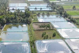 Alih Fungsi Lahan Sawah Menjadi Tambak Udang Bisa Dipidana