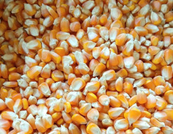 Meilana Tipu Windy Astri dalam Usaha Jual Beli Jagung dan Rokok