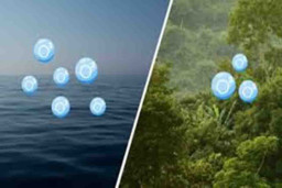 Penghasil Oksigen Terbesar Ada di Laut Bukan Hutan