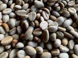 PT Cofftaqi Sumatra Indonesia Ekspor Kopi Robusta Kerinci ke Mesir