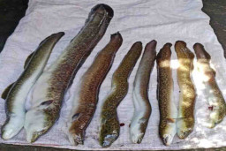 Hati Hati Proses Pengiriman Ikan Sidat