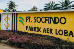 Supriadi Tertangkap Saat Curi Sawit Milik PT Socfindo Kebun Aek Loba