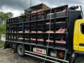 85 Ekor Babi Potong Asal Bali Gagal Masuk Jawa