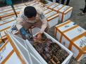 9,3 Ton Kepiting Bakau Hidup Asal Kalimantan Timur Diekspor ke Berbagai Negara
