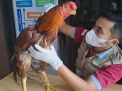 Ayam Enam Juta dari Selat Panjang, Siap Berlaga di Kota Medan