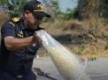 Bea Cukai Tanjung Perak Gelar Pemusnahan Barang Ilegal