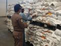 Karantina Surabaya Pastikan 15 Ton Benih Jagung Sehat
