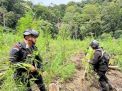 Brimob Aceh Musnahkan Si Batang Haram Bersama BNN RI