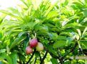 Buah Bintaro dari Sejarah Nama dan Buah Potensial Energi