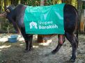 Shopee Barokah Bagikan 1 Ton Daging Hewan Kurban melalui LAZISNU