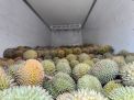 Karantina Riau Sertifikasi Durian