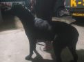 4 Anjing Pelacak dari Surabaya Bertugas ke Mandalika