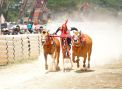 Pemkab Bangkalan Mengadakan Lomba Kerapan Sapi Tradisional